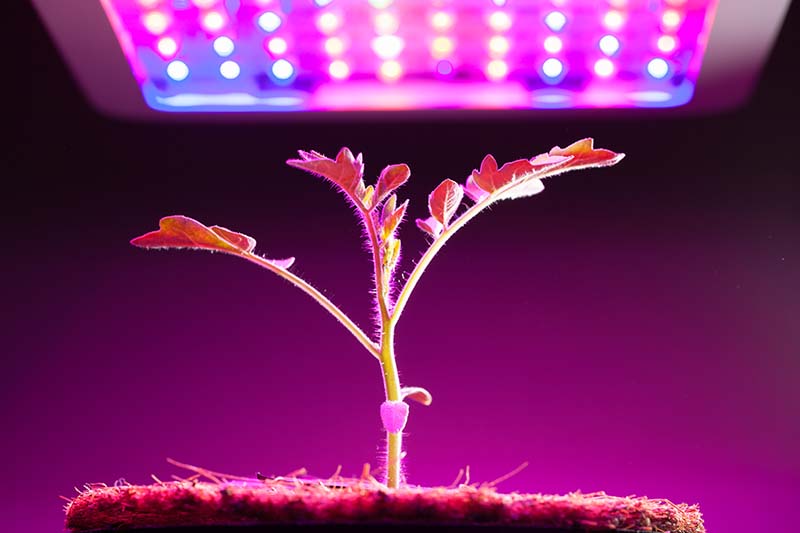 Three types of Vertical Grow Lights for Indoor Farming